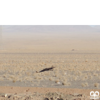 گونه عقاب شاهی Eastern Imperial Eagle